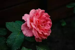 Růže Na Noze